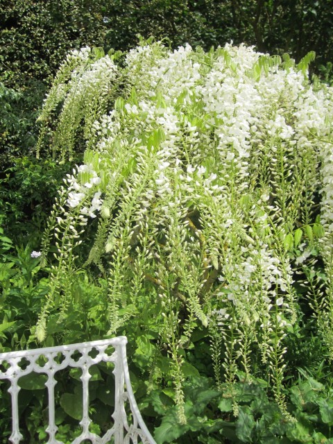 An abundance of white Wisteria in the informal part of Hidcote garden.