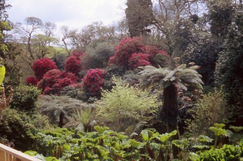 Sub-tropical planting in the Lost Gardens of Heligan, Cornwall